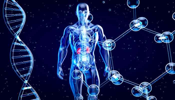 Autofagi: Rahasia Tubuh Memperbarui Diri untuk Sehat dan Tahan Stres