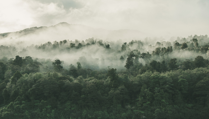 5 Langkah Terapi Mandi Hutan untuk Menenangkan Pikiran